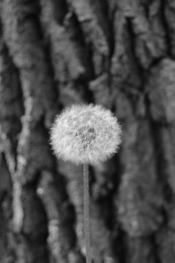 Aleksa Žegarac - AD250 - Digitalna fotografija