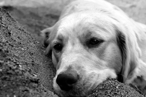 Boris Marković - AD250 - Digitalna fotografija