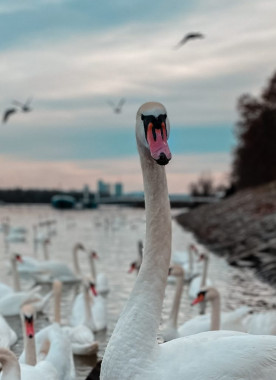 Dusan Milešević - AD250 - Digitalna fotografija