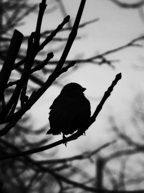 Nikolina Božić - AD250 - Digitalna fotografija