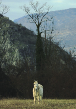 Katarina Radosavljević - AD250 - Digitalna fotografija 2